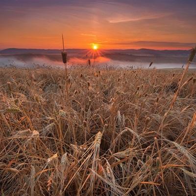 山西农业大学新技术助小麦高产